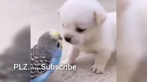 Cute Dog and Bird in love !