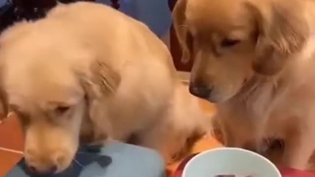 Dog Just Doesn't Want His Food Hilarious