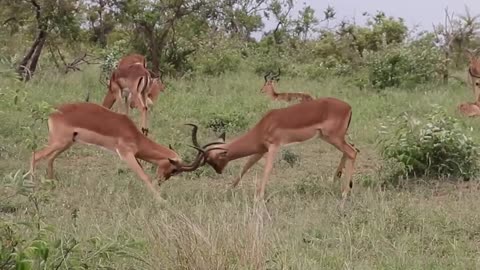 Fighting Impala Rams