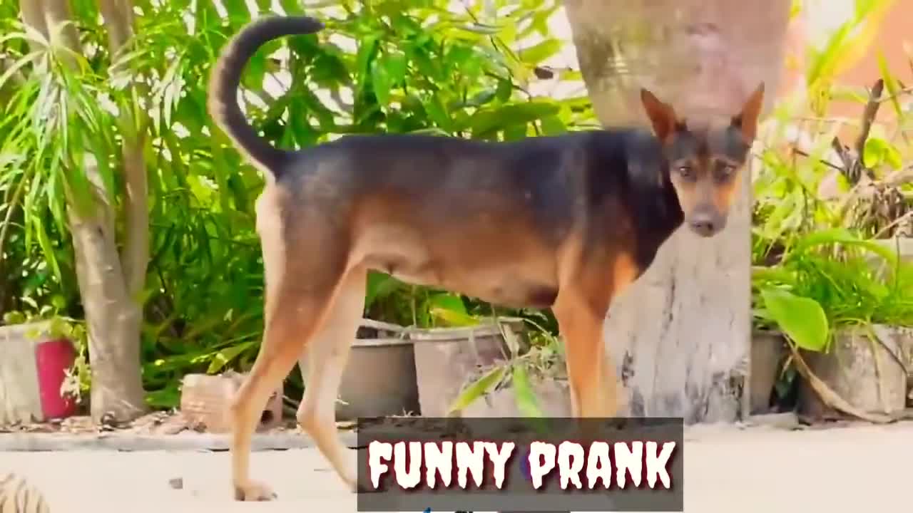 REAL ANIMALS PRANK