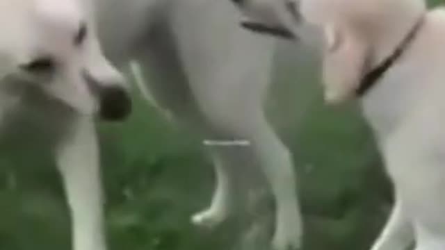 Lovely Dog (cute 🐕 ❤ Dog viedos)