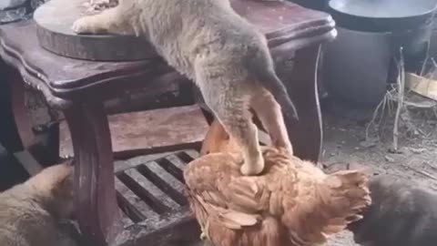 here is the animal teamwork