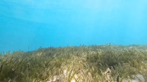 Underwater sun rays