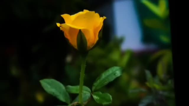 Beautiful Flowers collection Videos