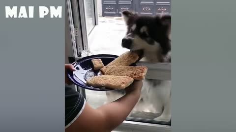 Funny animals