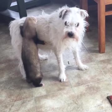 Sneaky Ferret Hitches Ride On Puppy’s Caboose