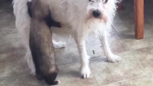 Sneaky Ferret Hitches Ride On Puppy’s Caboose