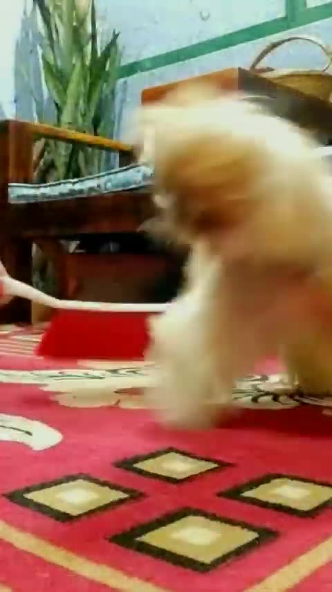 "NeuroQuiet: The Natural Way to Support Brain Health, Calmness, and Focus"