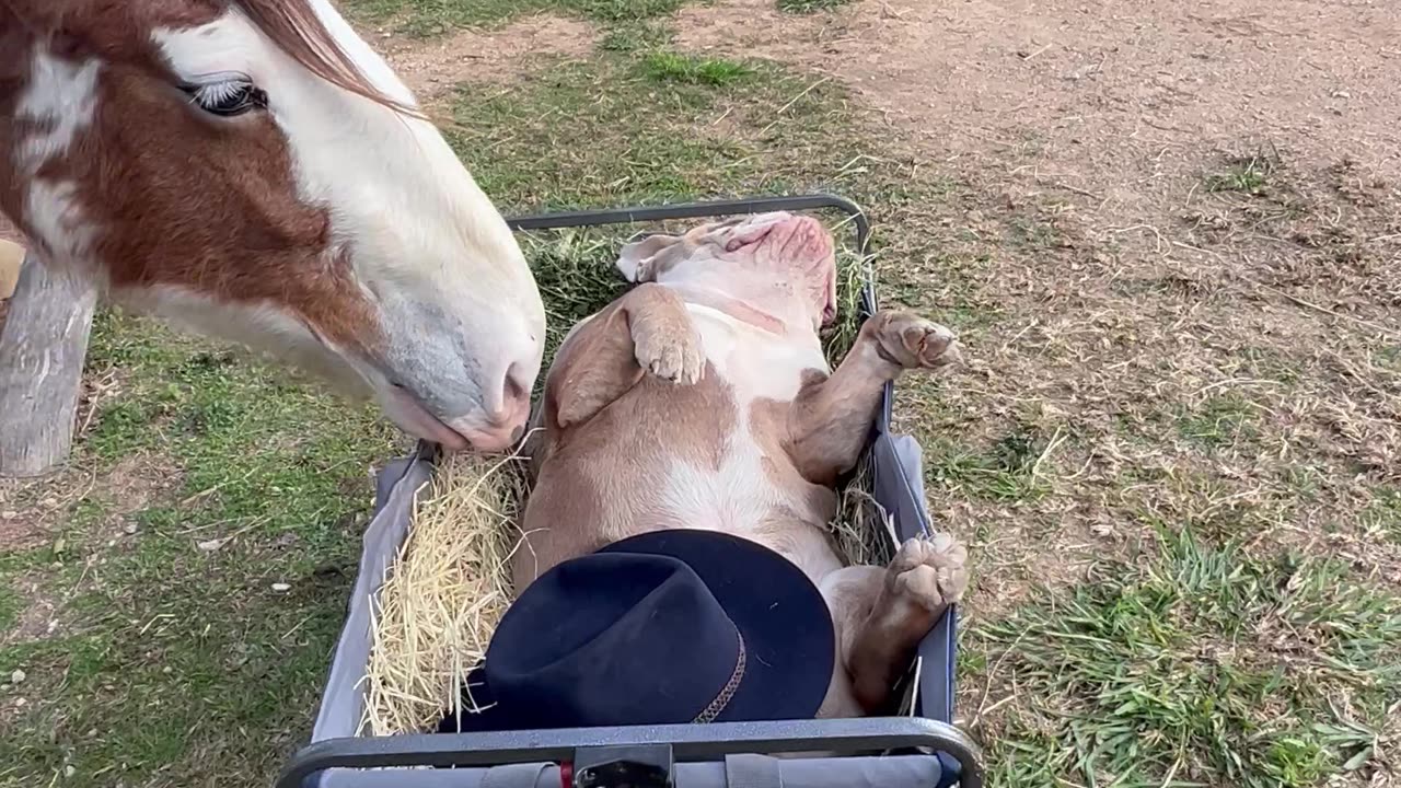 King Farm Dog Graciously Feeds His Subjects