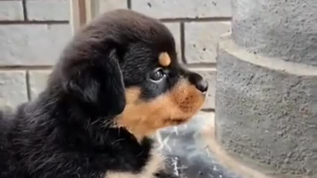 CUTE ROTTWEILER PUPPY'S SLEEPING