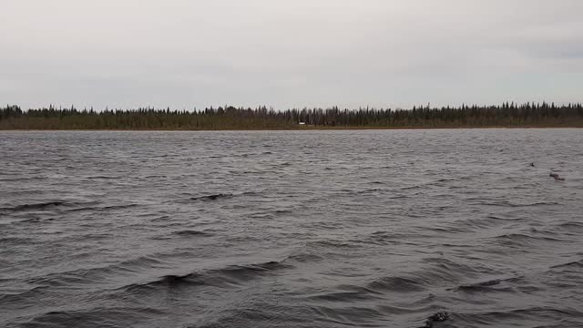 Lake and ducks