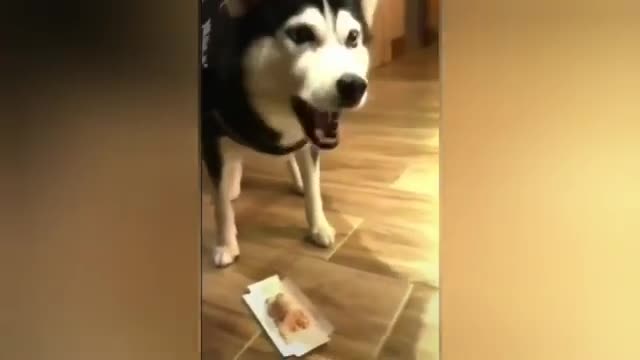 FUNNY REACTING OF DOGS TO DOG CAKE TROLL