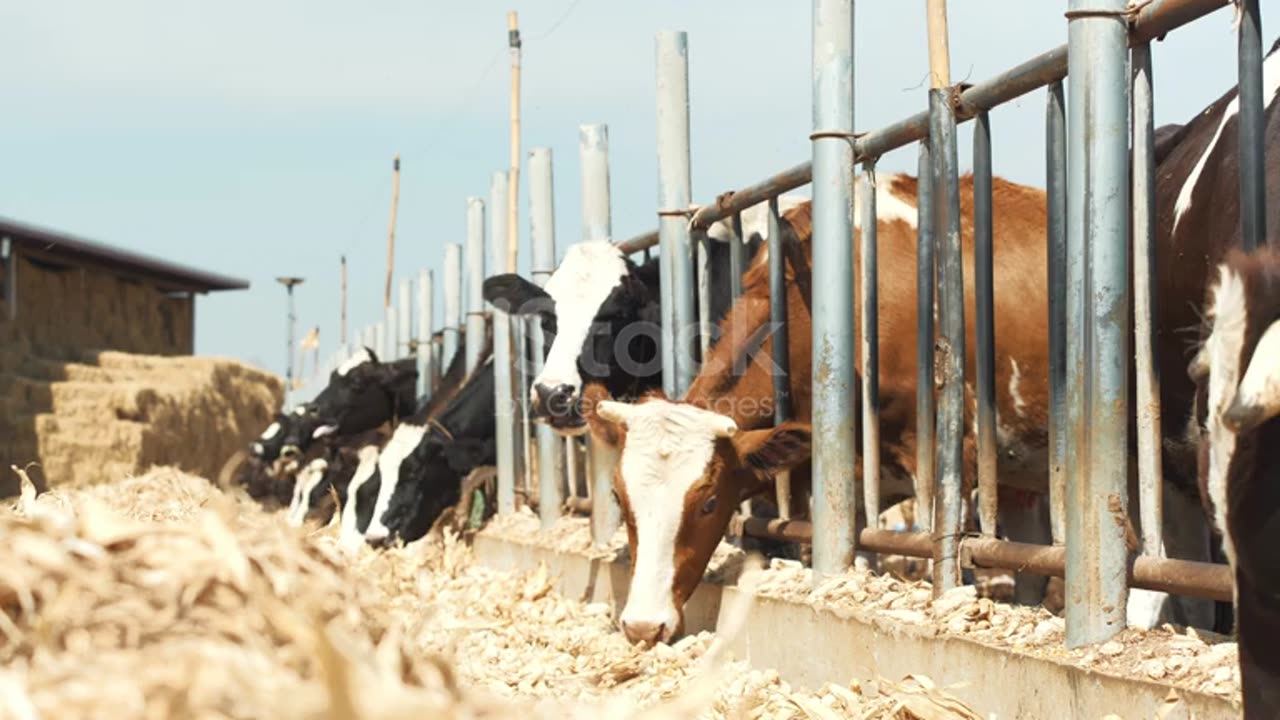 Cows eating straw in the farm.