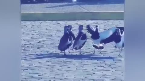 Funniest animals compilation