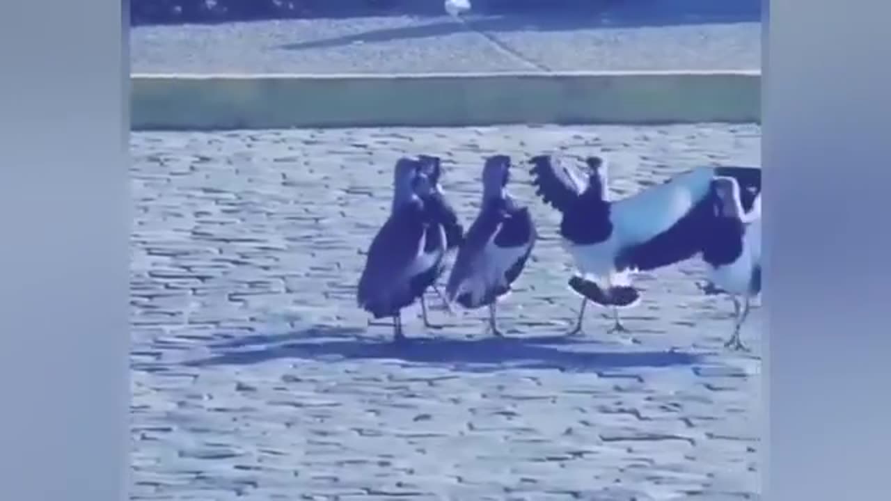 Funniest animals compilation
