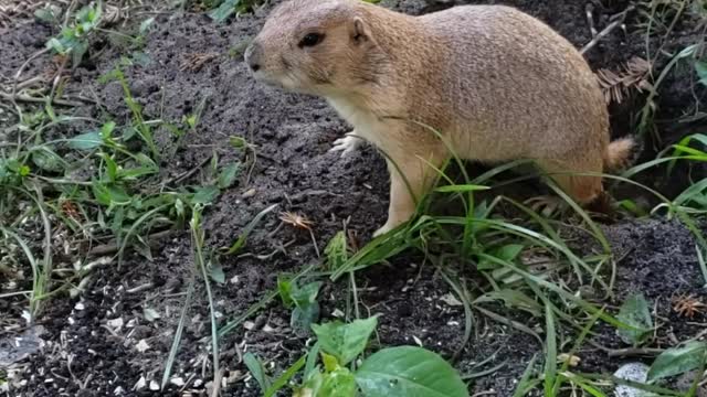 Doggo and Gopher Play in Yard