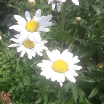 Chamomile is a state of mind