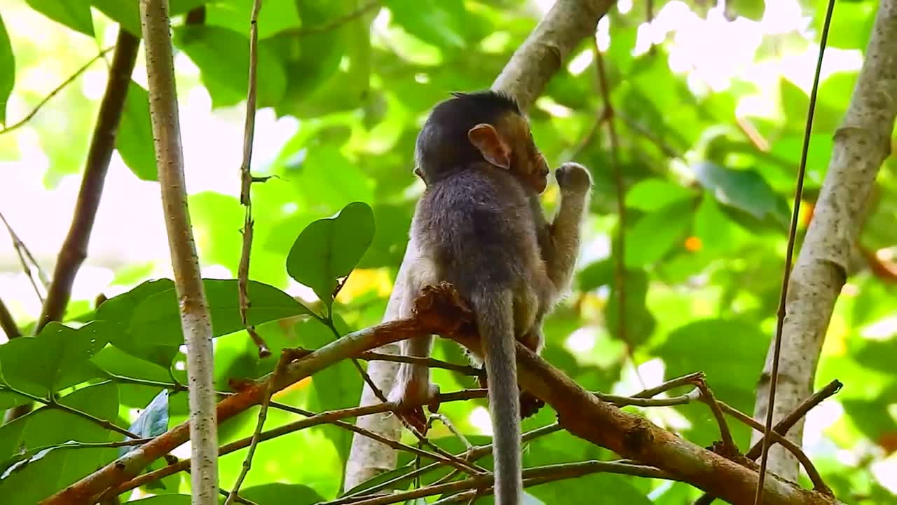 48.Small monkey playing near the mom -Popular Daily