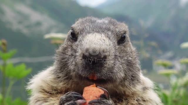 beautiful Marmotte mangeant la carotte in Furkapass