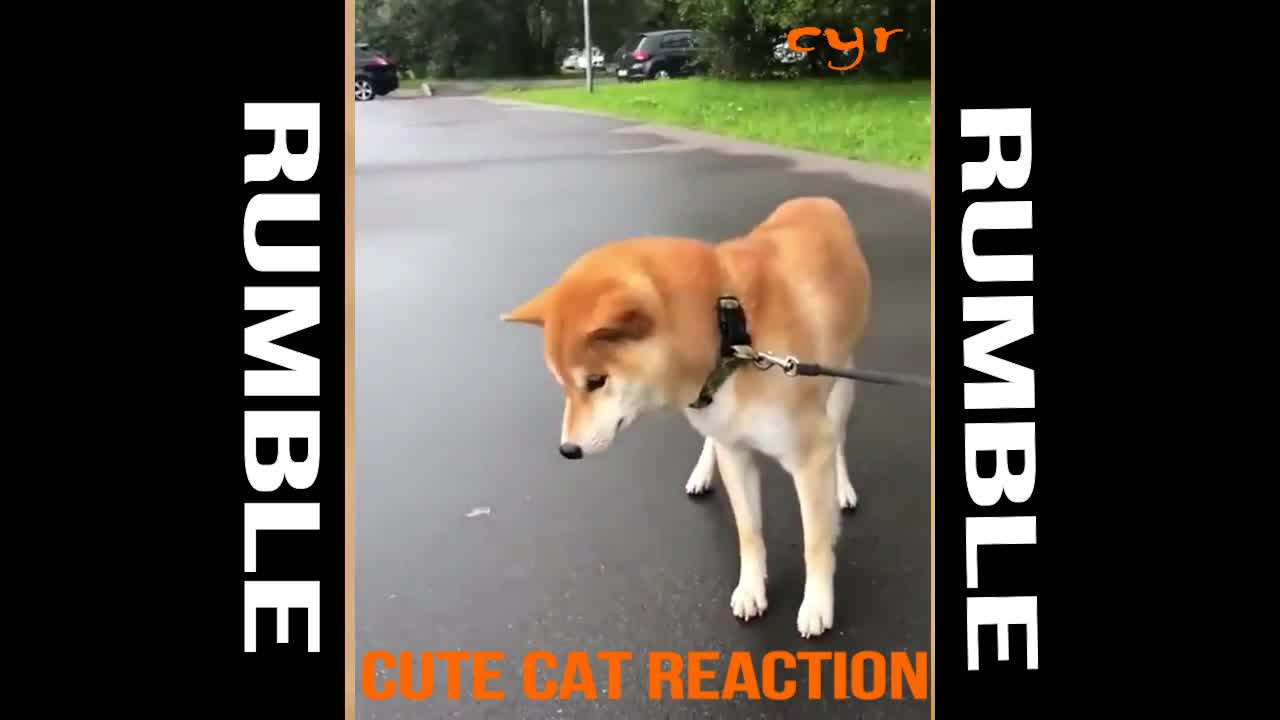 catsfunny reaction