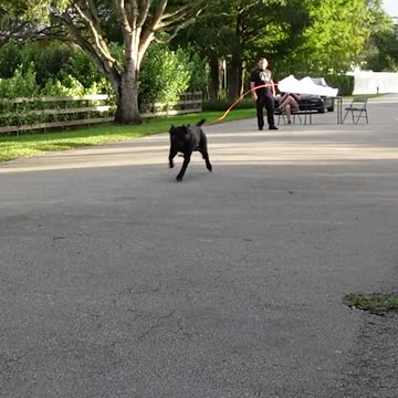 Cane Corso Tablecloth Trick