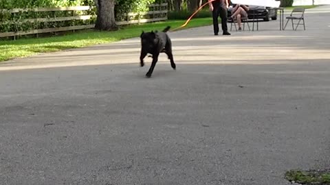 Cane Corso Tablecloth Trick