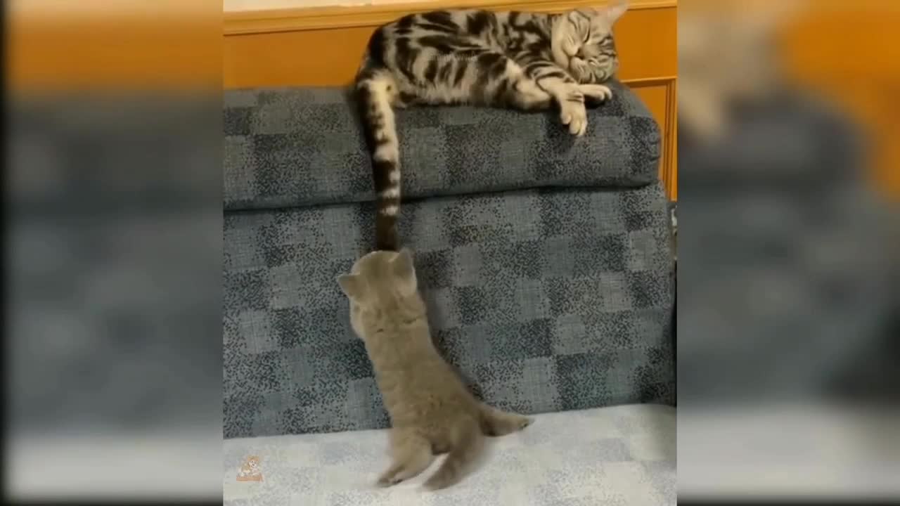 Cat funny moments 🐱🐱