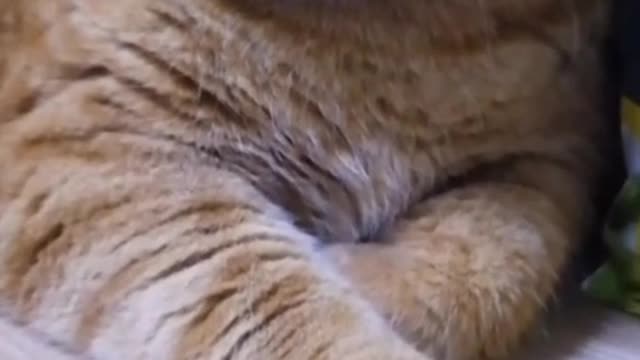 Cats are fascinating creatures,