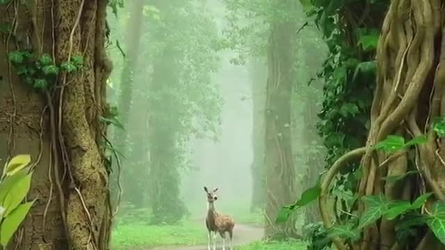 American jungle with beautiful animals