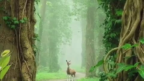 American jungle with beautiful animals