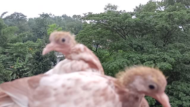 Pigeon baby