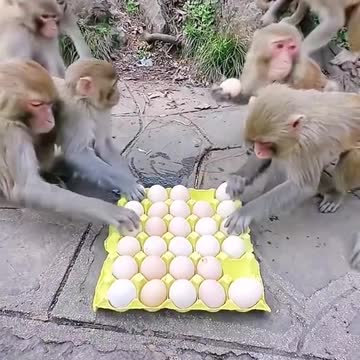 funny|prank|jokes|funny jokes|dad jokes|funny memes|funny video|fun|laughing|funny animal|knock