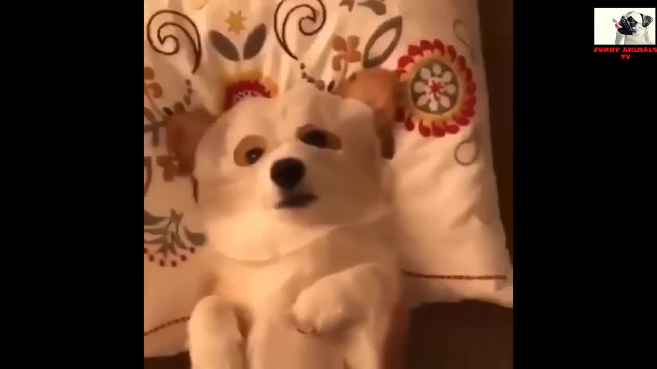 Try not to Laugh: Funniest & Cutest Corgi