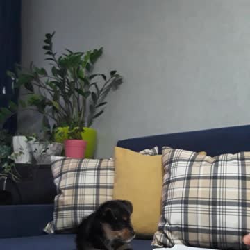 First acquaintance and reaction to a parrot