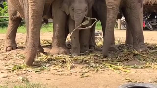 OMG So adorable Baby Elephant