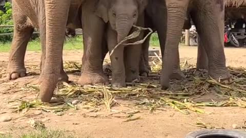 OMG So adorable Baby Elephant