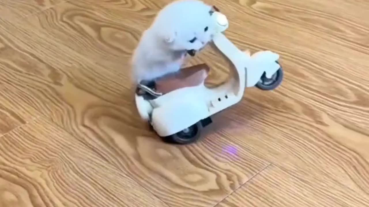"Skate Cat: O Felino Radical!"