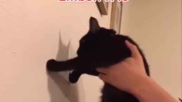 Are your cats smart? Do this test!