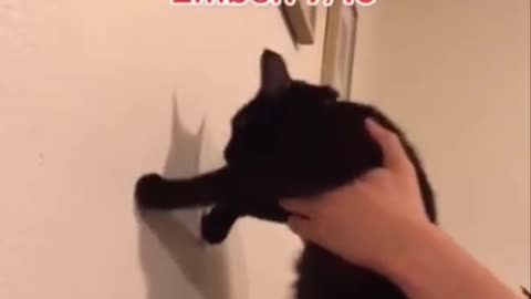 Are your cats smart? Do this test!