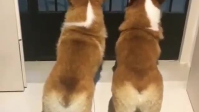 Two cute corgis