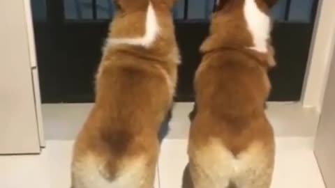 Two cute corgis