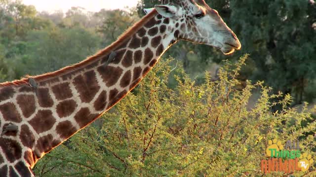 Giraffe the tallest among all animals