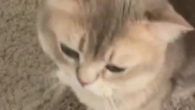 CUTE😍 AND FUNNY😍 CAT🥺💘