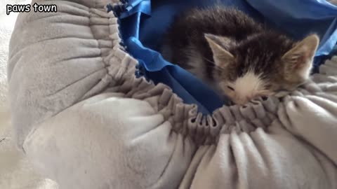 FROZEN KITTEN RESCUED FROM SNOW AND RECOVERED THROUGH MASSAGE THERAPY