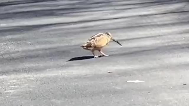 This dancing bird made my day with his funny moves rhymes with the beat very perfectly i dont know why we dont see this bird more often - funny animals video