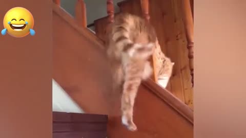 funny animals 2023