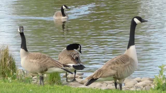 lovely nice swans