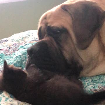 200-pound English Mastiff is adorably patient with 2-pound kitten