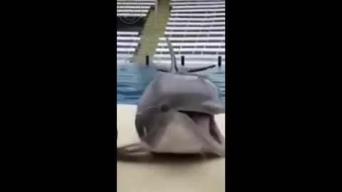 cute dolphin omg