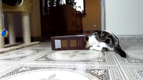 cat with chicks funny video